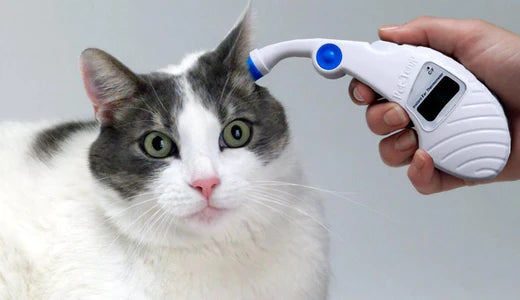 Which Thermometer Should I Use? Tips (and Science) for Measuring Your Pet’s Temperature