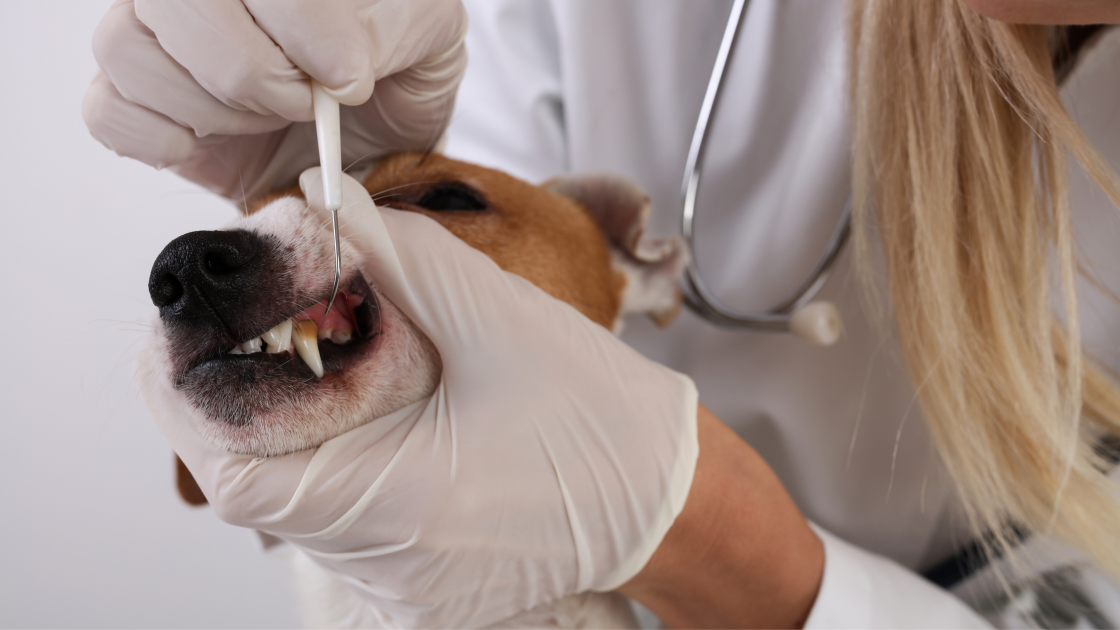 The Vital Role of Dental Care for Pets: A Veterinary Perspective