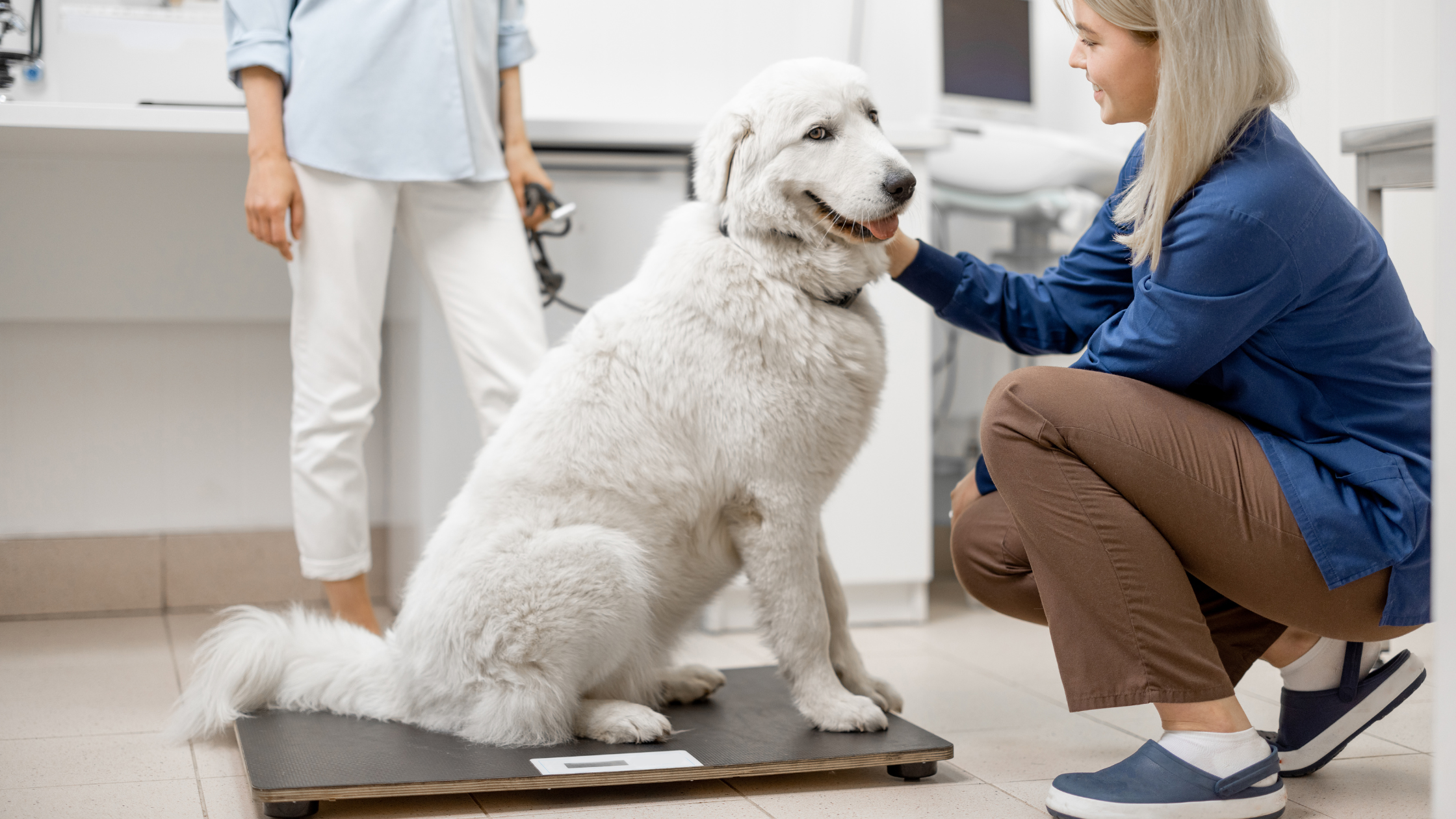 Pet Health: Unveiling the Digital Walk-On Weigh Scale by Pet Lift Supply