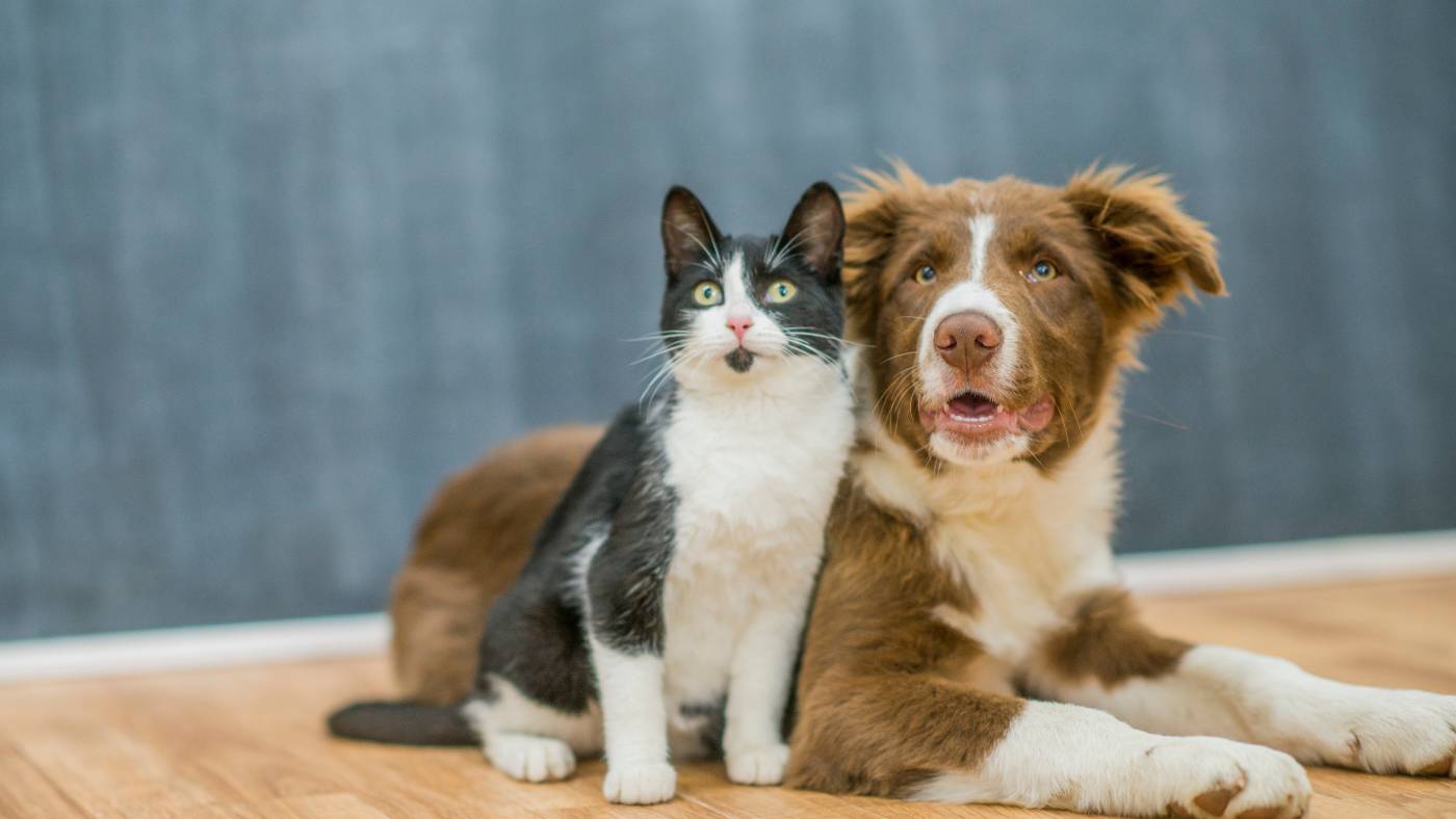 Common Pet Grooming Mistakes to Avoid: Ensuring a Positive Experience for Your Furry Friend