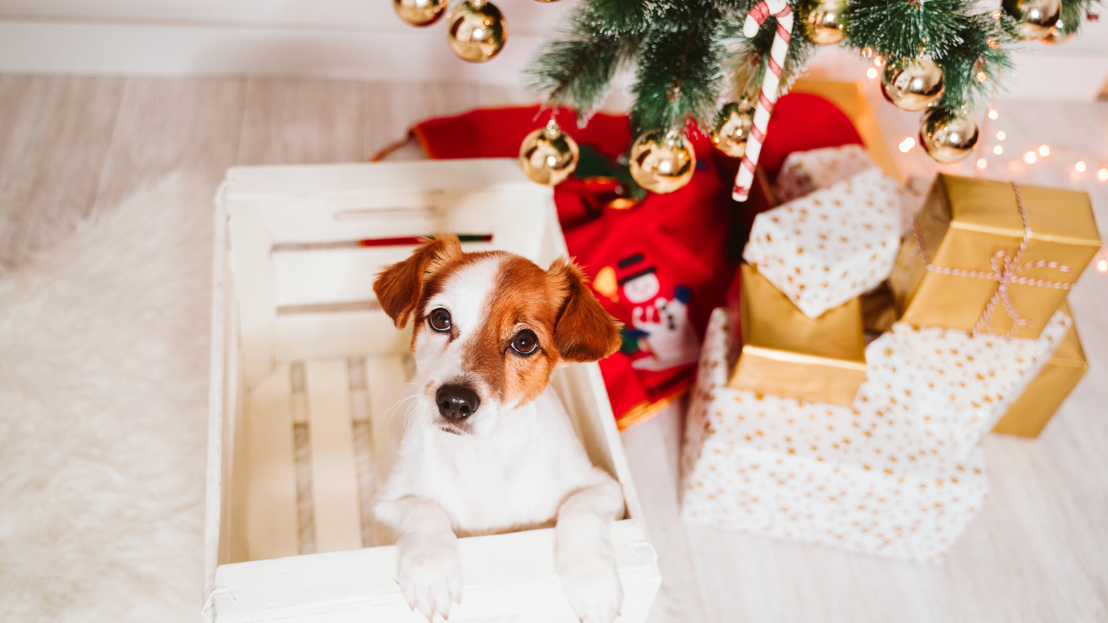 Santa Paws is Coming: How to Include Your Dog in Holiday Celebrations