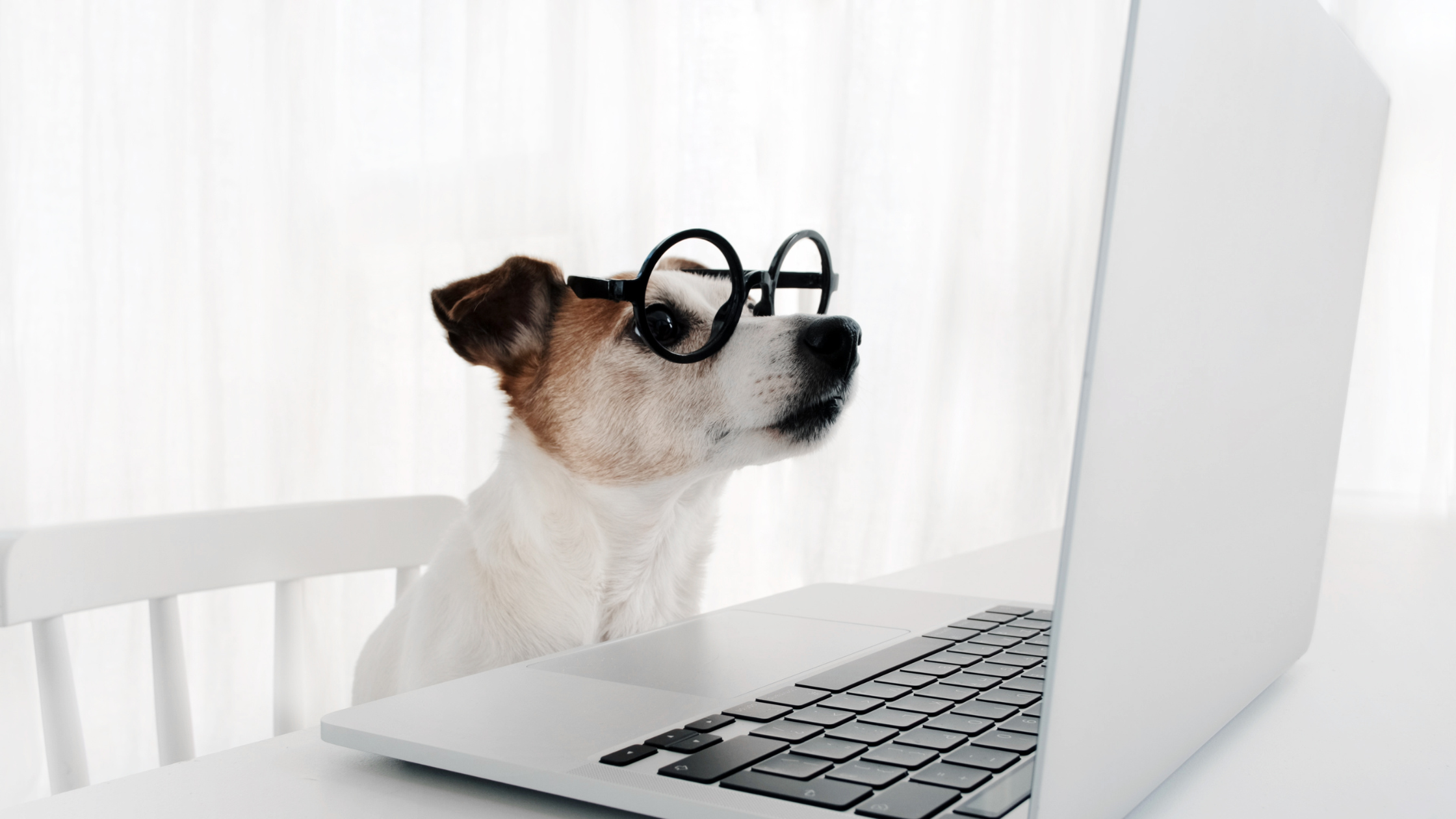 The Rise of Telemedicine in Veterinary Care: How Technology is Shaping Remote Pet Consultations