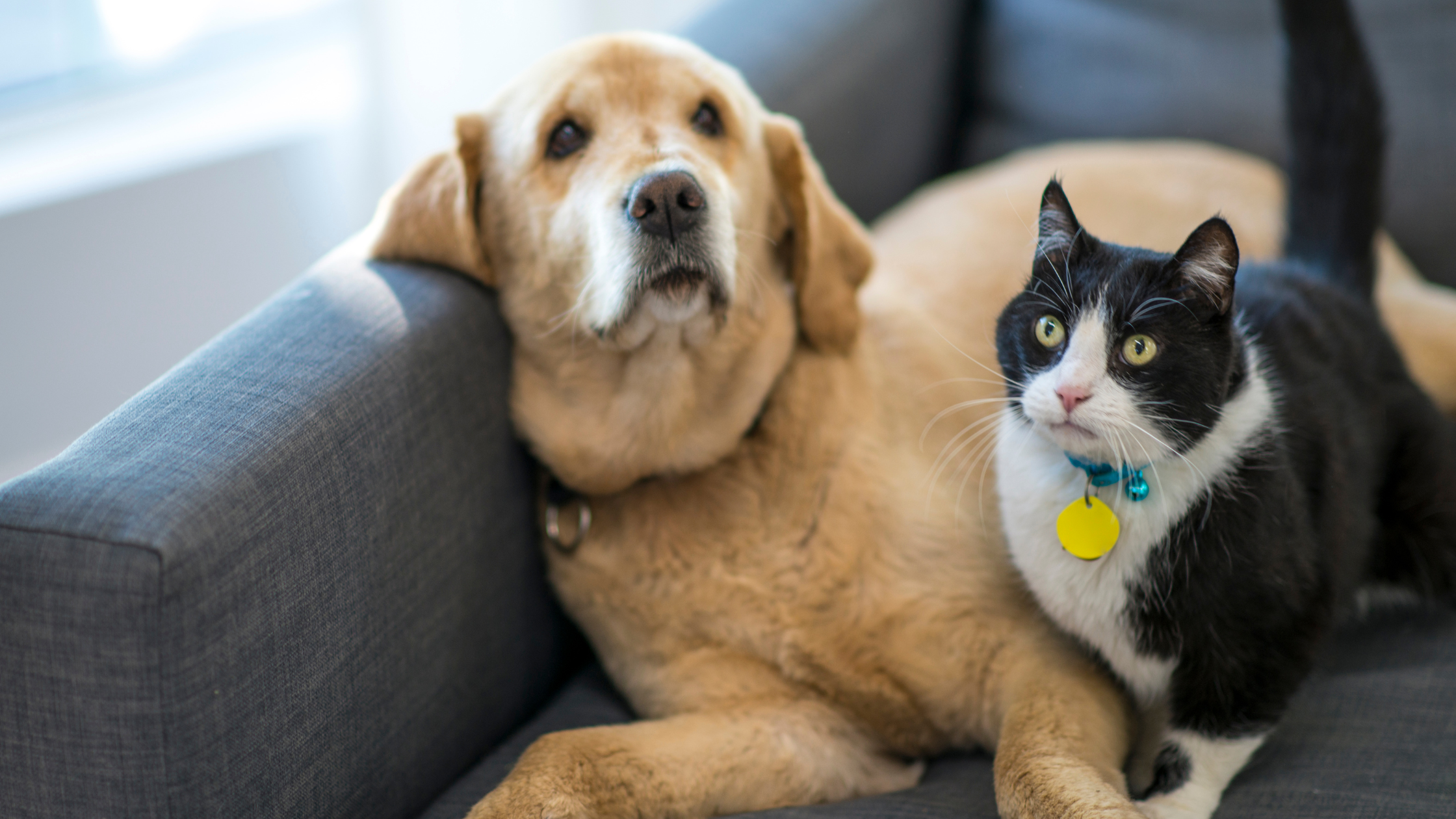 Creating a Pet-Friendly Space for Your Furry Friend