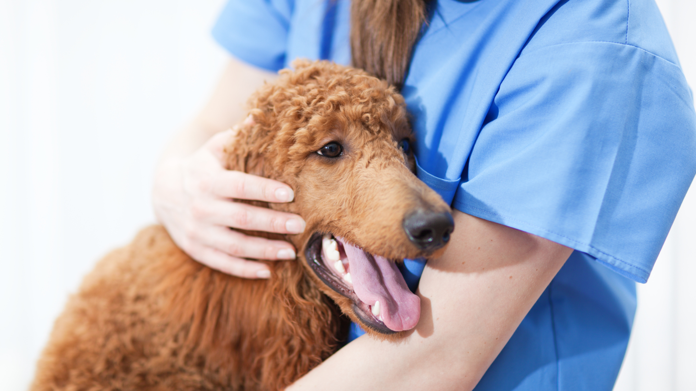 The Benefits of Shopping for Veterinary Supplies Online