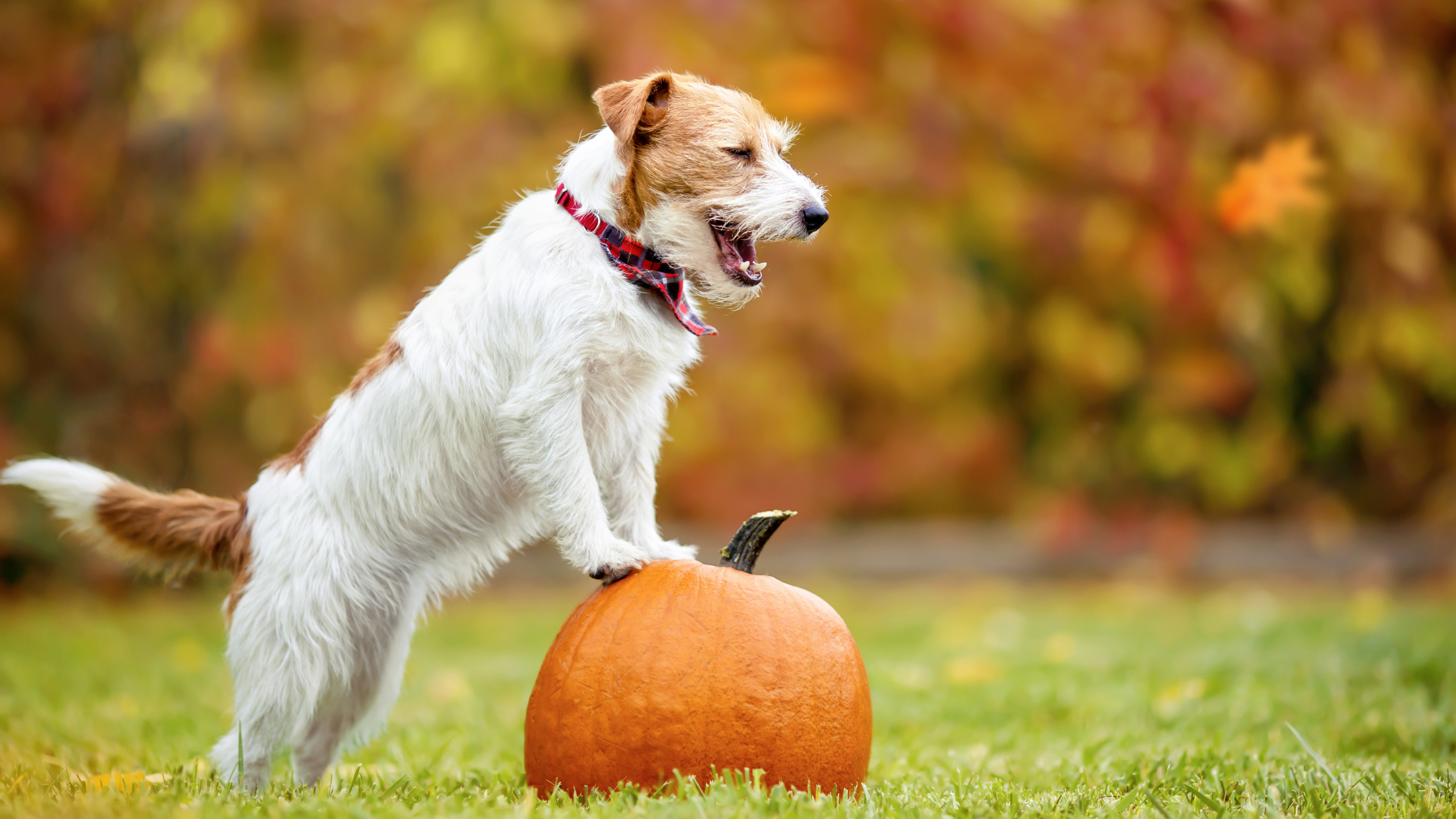 Thanksgiving-Themed Pet Photoshoot Ideas